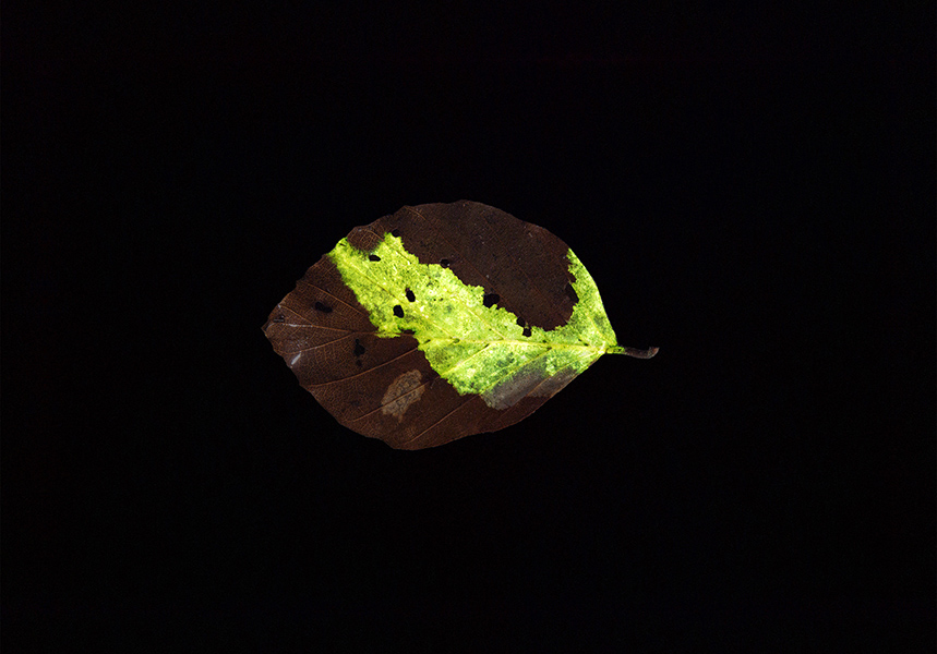 <strong>«Glowing leave No. 16»</strong>