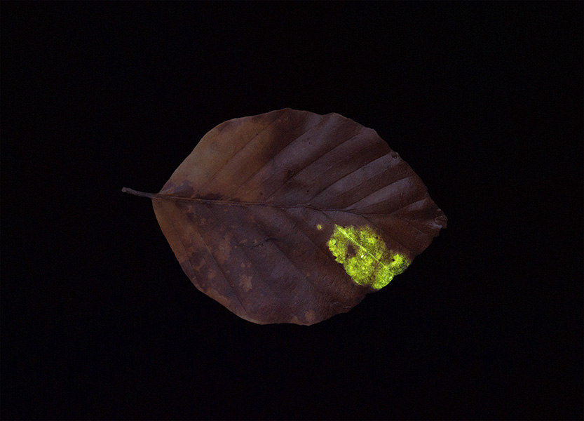 <strong>«Glowing leave No. 20»</strong>