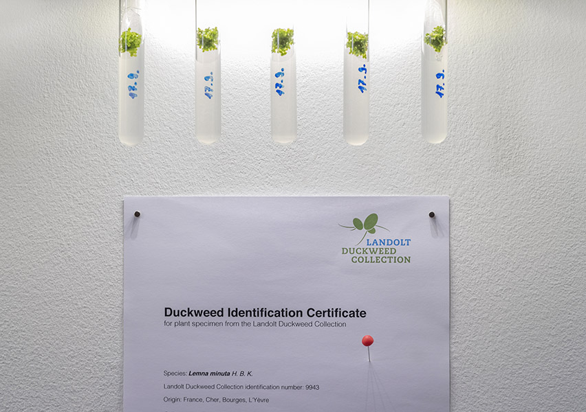 Detail identification certificate of the Landolt Duckweed Collection, Zurich. Photo: Axel Heise