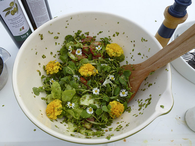 Decorated duckweed salad