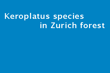 Research page: Keroplatus species